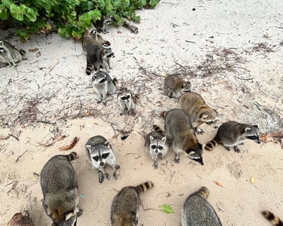 5-Hour Raccoon Island Tour From Fort Lauderdale