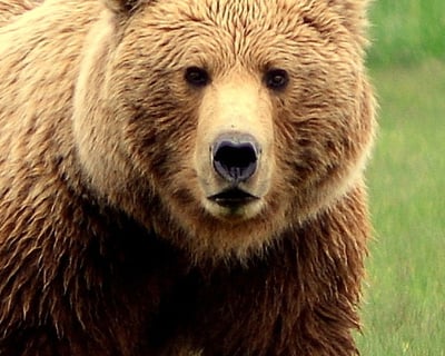 Katmai & Lake Clark Bear Viewing by Floatplane