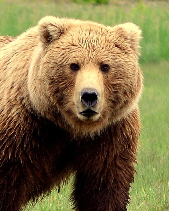 Katmai & Lake Clark Bear Viewing by Floatplane
