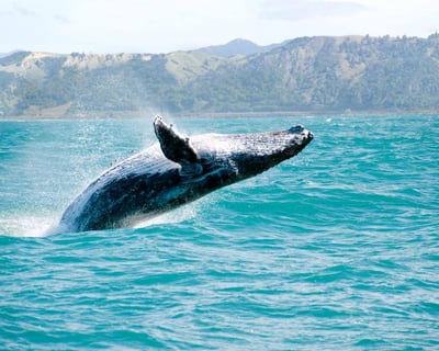 Oahu Whale Watching: Private Fast Boat Tour