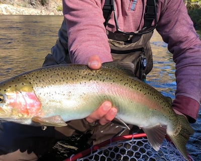 Private Full-Day Fly Fishing Guided Tour in Yosemite