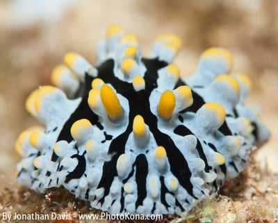 Long-Range 2-Tank Morning Dive Charter From Kona