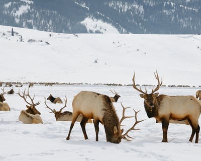 4-Hour Wildlife Safari in Grand Teton National Park
