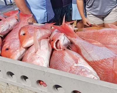 Red Snapper Fishing Charter in Holmes Beach