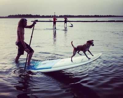Dog Paddleboard Rental at Meadowmere Park