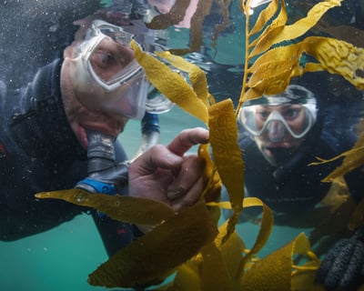 Guided Snorkel Tour in Monterey Bay Kelp Forests