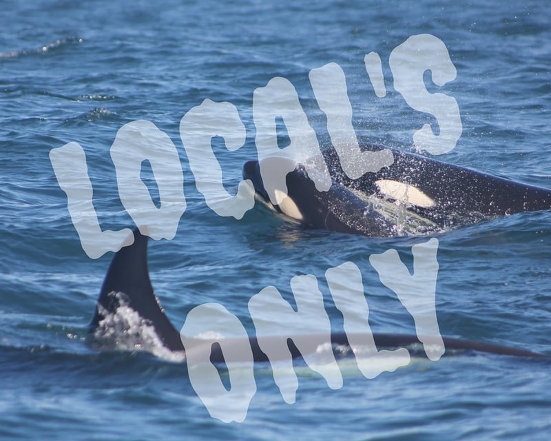 Private Coastal Sailing Charter in Oceanside