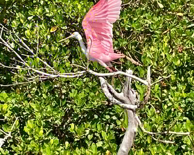 Manatee & Dolphin 10,000 Islands Private Eco Tour