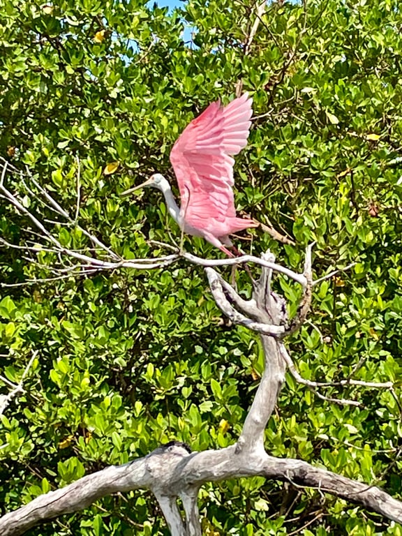 Manatee & Dolphin 10,000 Islands Private Eco Tour