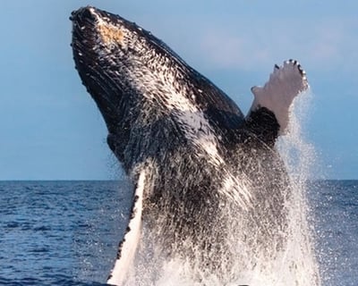 Kona Deluxe Whale Watch Sail