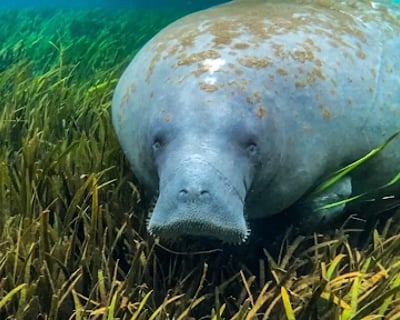Silver Springs Manatee Season Clear Kayak Tour
