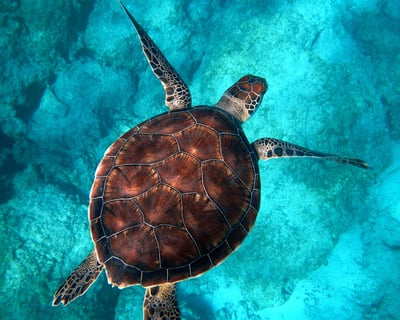 Snorkel Turtle Town in Maui With Photos & Video