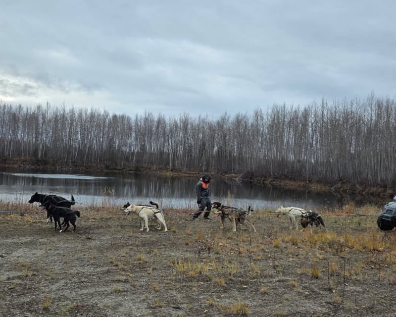 Fall Sled Dog Cart Ride & Kennel Tour in Nenana