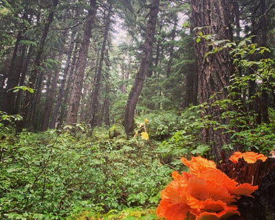 Private Guided Hike in Chugach National Forest