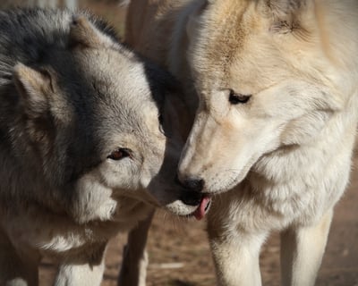 Wolf Conservation Guided Tour in California