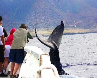 Lahaina Whale Watching in Maui