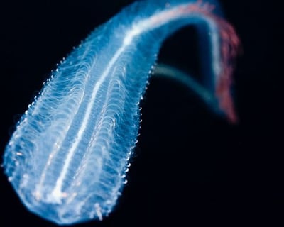 Kailua-Kona Black Water Night Dive