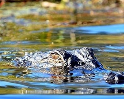 Alligator River Refuge Kayak Tour At Buffalo City