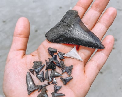 Barrier Island Shark Tooth Hunt in Surf City