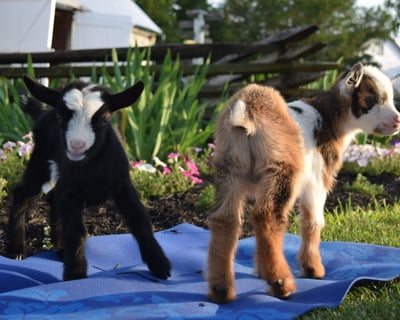 Goat Yoga Class in Lancaster