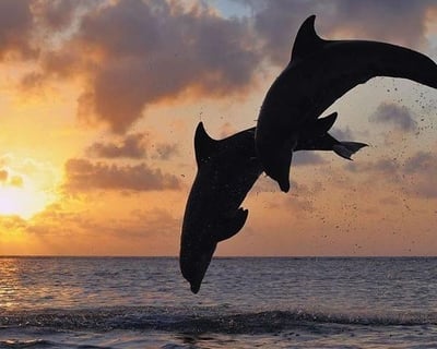 Sunset Dolphin Watch Cruise in Morehead City
