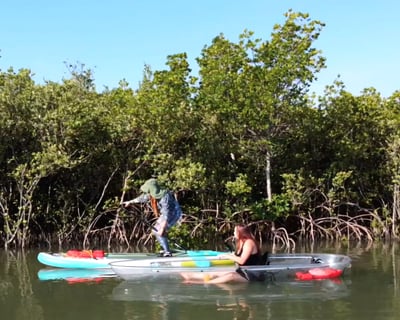 2-Hour Mangrove Tunnel Paddle Tour In New Smyrna Beach