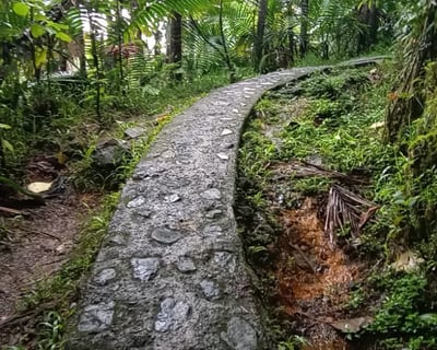 El Yunque Rainforest Guided Tour