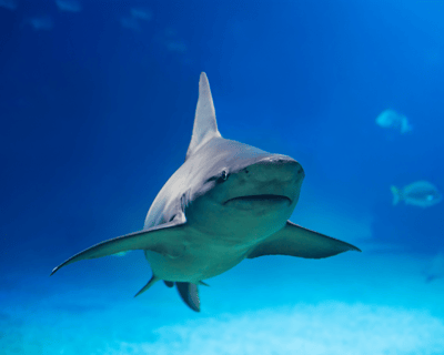 2-Hour Pelagic Shark Dive In Hawaii