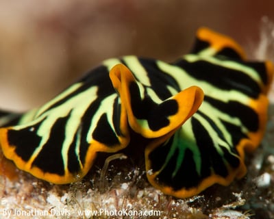 Two Tank Morning Dive & Snorkel in Kailua-Kona