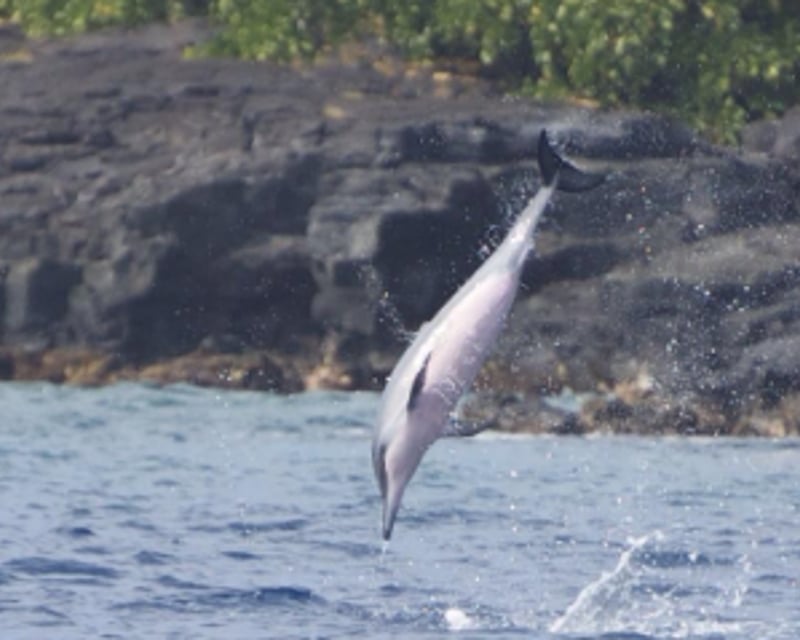 Kealakekua Bay Snorkel & Sea Cave Cruise from Kailua-Kona