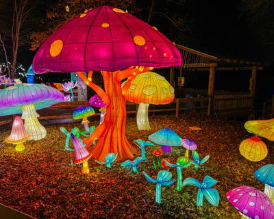 Explore Ozarks Aglow Night Lantern Walk in Branson