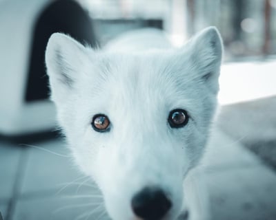 1-Hour Canid Encounter in Santa Ysabel