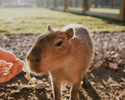 Capybara Feeding Encounter at Mitchell's Petting Zoo