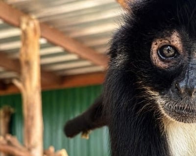 15-Minute Monkey Encounter in Grand Saline