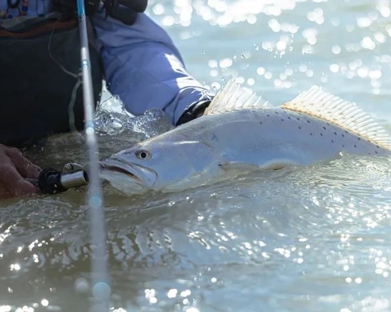Baffin Bay Speckled Trout & Redfish Fishing Charter