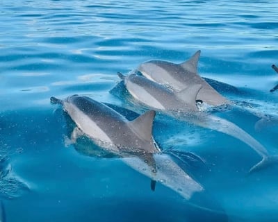 Dolphin & Turtle Charter in Haleiwa