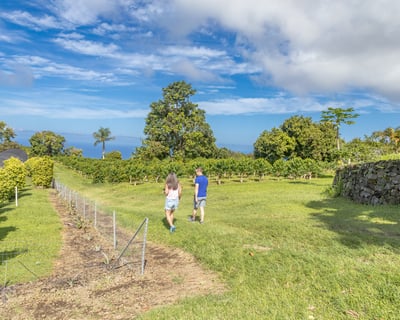 Kona Coffee & History Guided Shore Tour