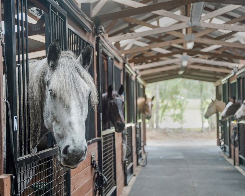 Trail Horse Meet & Greet with Barn Tour in Bronson, FL