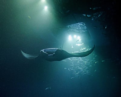 Manta Ray Night Snorkel Tour in Kona