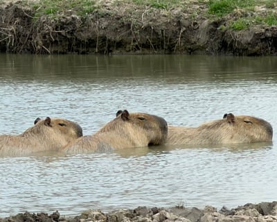Guided Capybara Encounter in Bonham