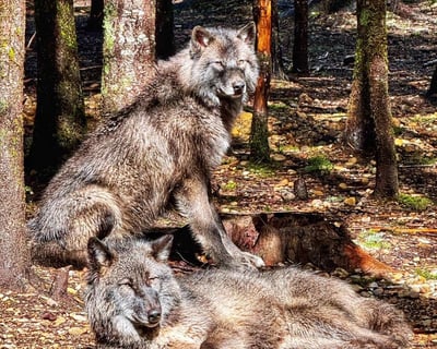 Guided Wolfdog Conservation Tour in Shelton