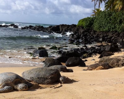 Private North Shore Tour With Dole Plantation