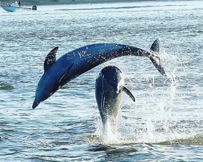 Hilton Head Dolphin Watching Tour for 6 Guests