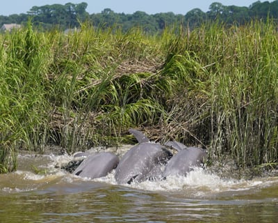 Dolphin Watching Tour in Hilton Head Salt Marsh