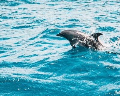 Shell Island Dolphin Cruise from Navarre