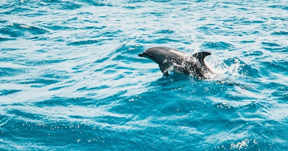 Shell Island Dolphin Cruise from Navarre