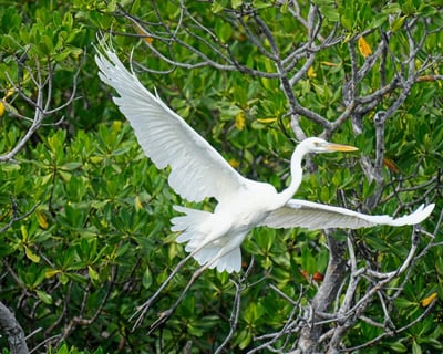Spot Manatees & Dolphins on Key Largo Boat Tour