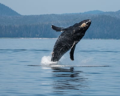 2-Hour Whale & Wildlife Tour in Sitka