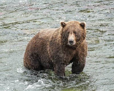 Anchorage Guided Wildlife Tour