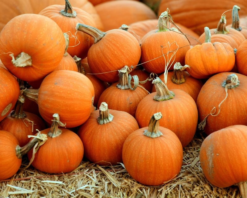 Fall Festival & 5-Acre Corn Maze in Windsor, CT